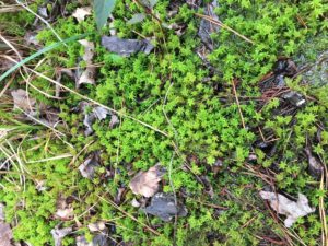 Sphagnum moss at a reference site for wet mixed pine-hardwood flatwoods. (Photo Credit: Pamela Fetterman)