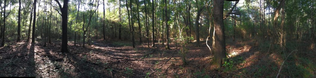 Remnant willow oak wet hardwood flatwoods proximate to the site (Photo Credit: Pamela Fetterman)