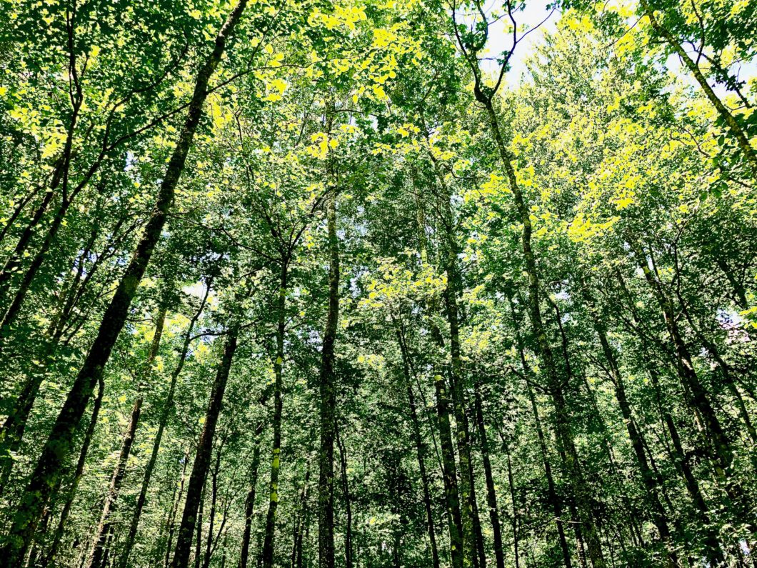 Bottomland hardwood canopy at the Copper Mill Bayou mitigation area (Year 10). (Photo: Curt Schaeffer)