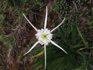 Spider lilly (Hymenocallis liriosme) in the groundcover at the Comite Flats II restoration site. (Photo: Pamela Fetterman)