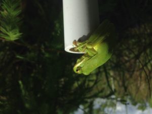 Green tree frog on groundcover monitoring quad post.